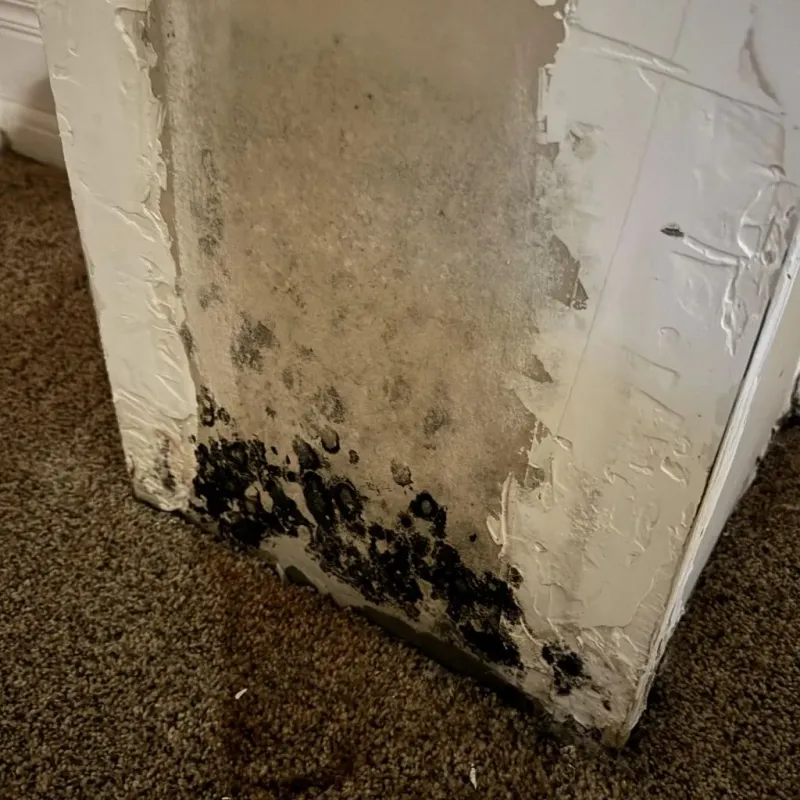 Professional Mold Removal in Utica, MI